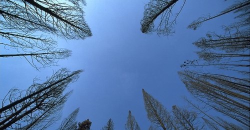 https://www.literaturportal-bayern.de/images/lpbblogs/autorblog/2018/klein/Trees-sky_500.jpg