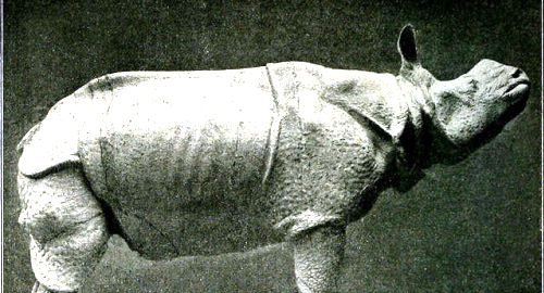 https://www.literaturportal-bayern.de/images/lpbblogs/autorblog/klein/Nashorn._500jpg.jpg