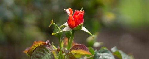 https://www.literaturportal-bayern.de/images/lpbblogs/instblog/2016/klein/Rose_500.jpg