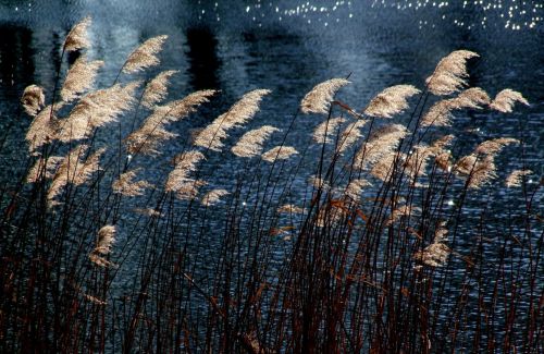 https://www.literaturportal-bayern.de/images/lpbblogs/instblog/2025/klein/Seegrass_Pixabay_500.jpg