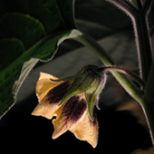 images/lpbblogs/physalis_c_radfotosonn_170pxl.png#joomlaImage://local-images/lpbblogs/physalis_c_radfotosonn_170pxl.png?width=170&height=170