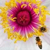 images/lpbblogs/startpage/Bienen_Frhling_170.jpg#joomlaImage://local-images/lpbblogs/startpage/Bienen_Frhling_170.jpg?width=170&height=170
